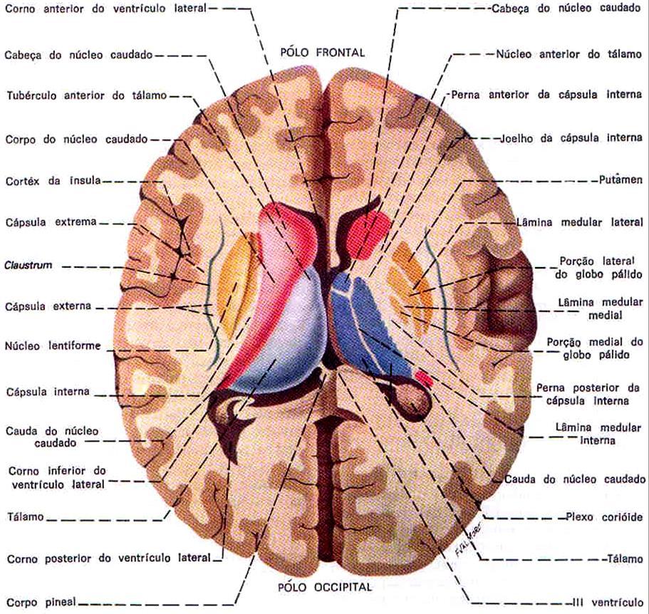 Núcleos da base e tálamo em representação