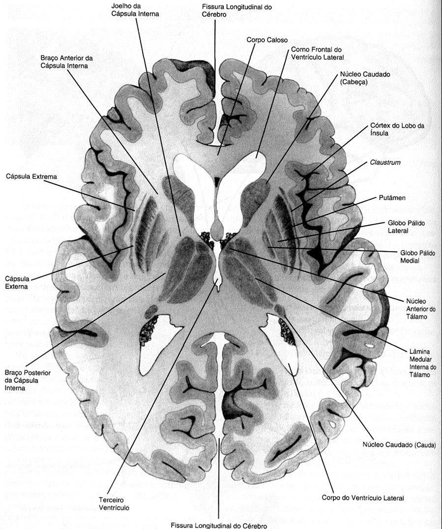 Corte horizontal do cérebro, demonstrando os