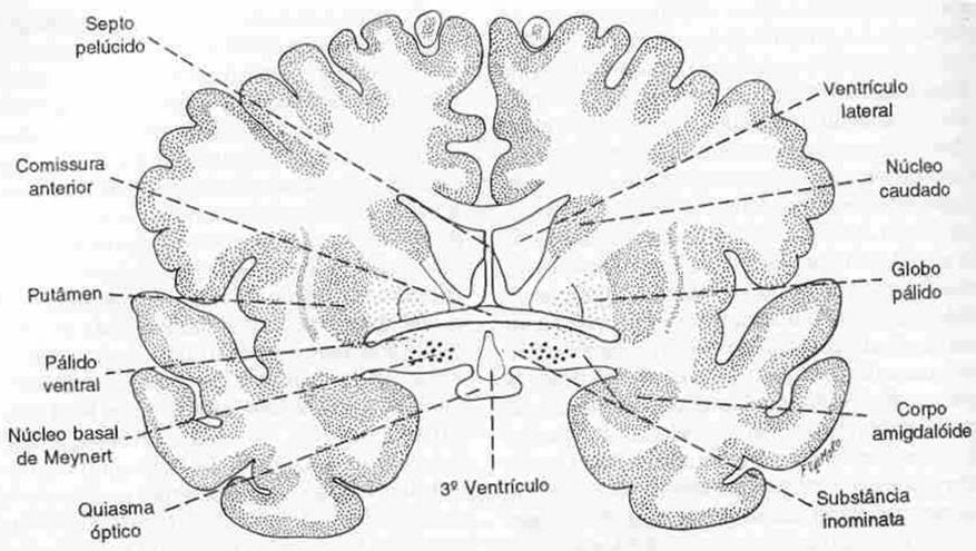Corte frontal do cérebro