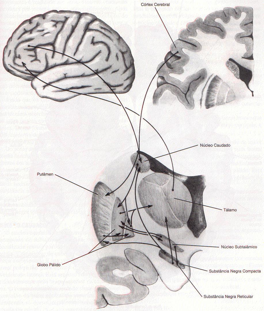 Corte coronal do cérebro