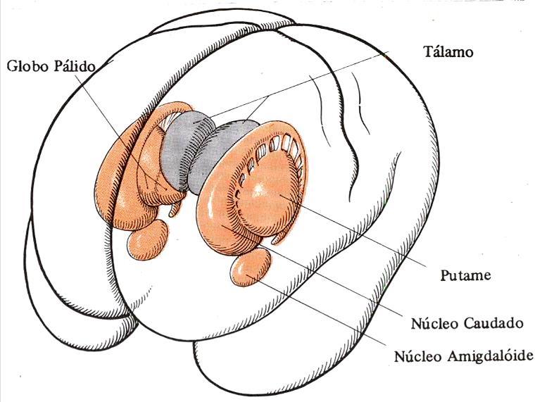 Núcleos da base e