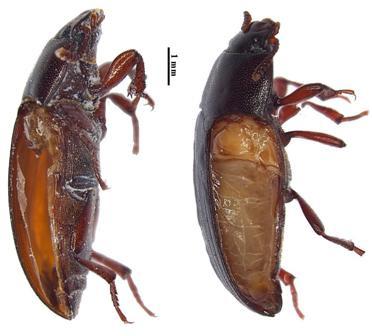 56 Adultos dissecados Na análise do corpo dos adultos pode-se observar uma maior aderência da TD na região ventral do inseto, principalmente, junto às articulações e as peças bucais, assim como a