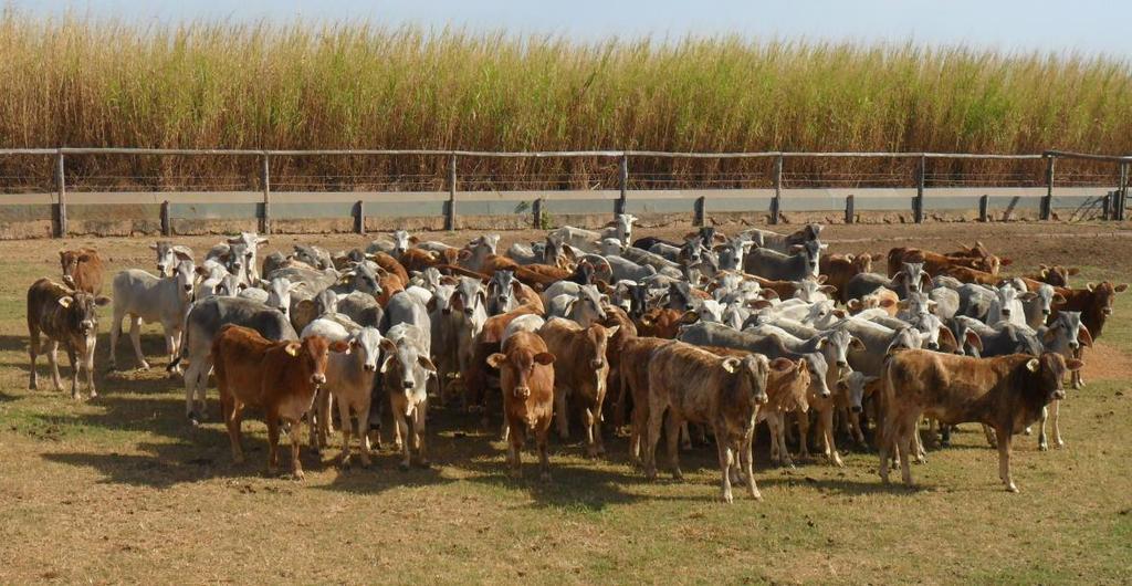 23 pastejo contínuo, com carga fixa, entretanto, para reduzir a influência da variação na disponibilidade de matéria seca de forragem entre os piquetes, a cada 7 dias foi realizado o rodízio dos