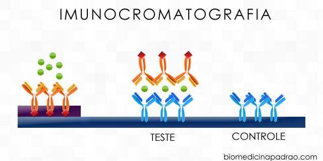 Imunocromatografia More PowerPoint