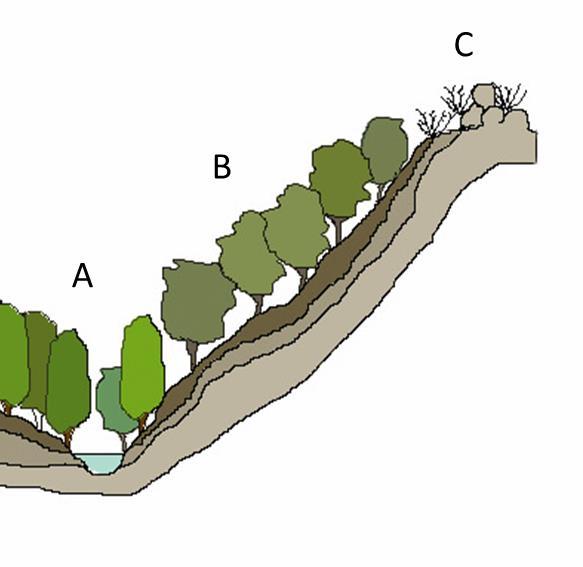 Figura 19. Tipos de séries de vegetação (A- Edafo-higrófila, B-Climatófila, C-Edafo-xerófila) (Fonte: Rivaz-Martínez, 2007).