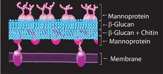 Manoproteína Β-Glucana β-glucana+quitina Manoproteína Membrana Figura 8 Representação da parede celular de leveduras (Fonte:http://www.sigmaaldrich.