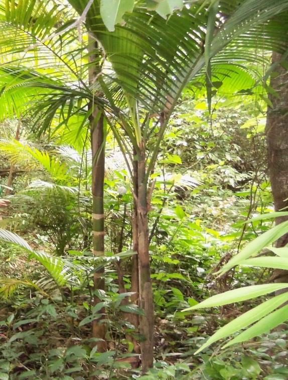 18 3.5.1 Botânica Euterpes edulis é uma palmeira de monocaule estreito, reto e alongado, com raízes expostas, com altura entre 7 e 20 m, folhas penadas, pecíolo curto (Figura 7).