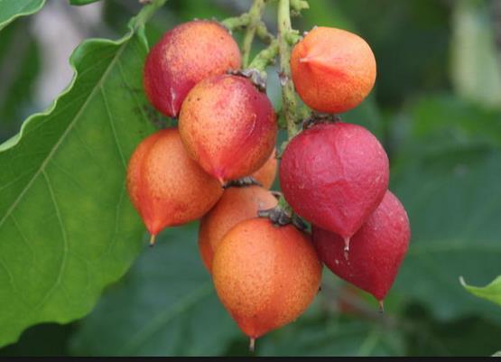 20 3.6 Bunchosia glandulífera Conhecido popularmente como Falso Guaraná a espécie Bunchosia glandulifera (ANDERSON, 2002), é um fruto nativo da América do Sul com polpa vermelha intensa e semente.
