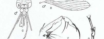 146 ESTAMPA - XLI Lutzomyia (Evandromyia) teratodes Martins, Falcão & Silva, 1964 Legenda A: Espermateca; B: Cibário da fêmea; C: Cabeça do macho; D: Asa