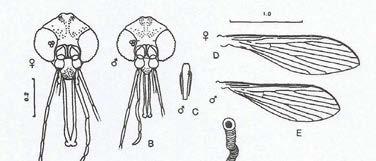 197 ESTAMPA - LXIX Lutzomyia (Nyssomyia) whitmani (Antunes & Coutinho, 1939) Legenda A: