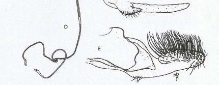 204 ESTAMPA - LXXI Lutzomyia (Trichophoromyia) octavioi (Vargas, 1949) Legenda A: Terminália masculina; B: Parâmero; C: Terminália
