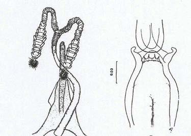 213 ESTAMPA - LXXII Lutzomyia (Psychodopygus)