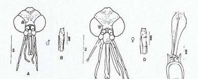 216 ESTAMPA - LXXV Lutzomyia (Psychodopygus) bispinosa (Fairchild & Hertig, 1951) Legenda A: Cabeça do macho; B: Flagelômero II do macho; C: Cabeça da fêmea; D: Flagelômero II da fêmea; E: Cibário e