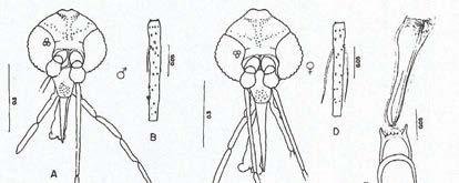 82 ESTAMPA - VIII Lutzomyia (Lutzomyia) lichyi Floch & Abonnenc, 1950 Legenda A: Cabeça do macho; B: Flagelômero II do macho; C: Cabeça da fêmea; D: Flagelômero da fêmea; E: