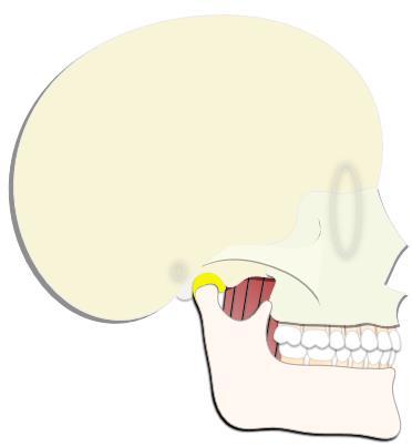 20 superfície do processo pterigóide do osso esfenóide inserindo-se ao feixe superior no disco articular (menisco) e na cápsula da ATM além do feixe inferior na fossa pterigóidea (colo do côndilo).