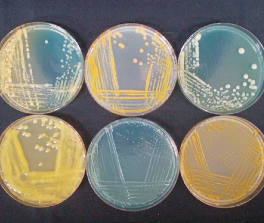 ISSN 1517-8498 Dezembro, 2010 275 Levantamento de bactérias de