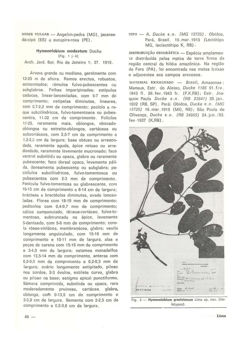 NOME VULGAR Angelim-pedra (MG), jacarandá-cipó (ES) e sucupira-roxa (PE). Hymenolobium modestum Ducke (Fig. 1 j-k) Arch. Jard. Bot. Rio de Janeiro 1: 37. 1915.