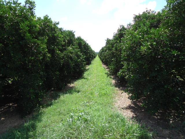 1, longitude 47 12 56.7 e altitude 615 m (Figura 1). O pomar possuia sistema de irrigação por aspersão (canhão) e apresentava histórico da MPC.