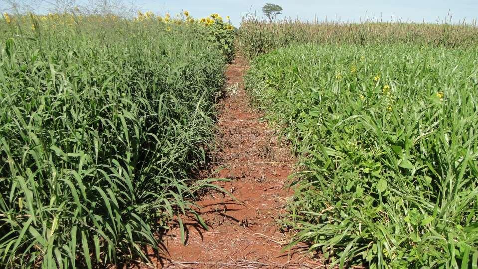 Panicum maximum cv.