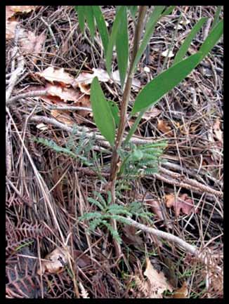 a) b) Figura 11 Mimosa (Acacia dealbata) a) Mancha