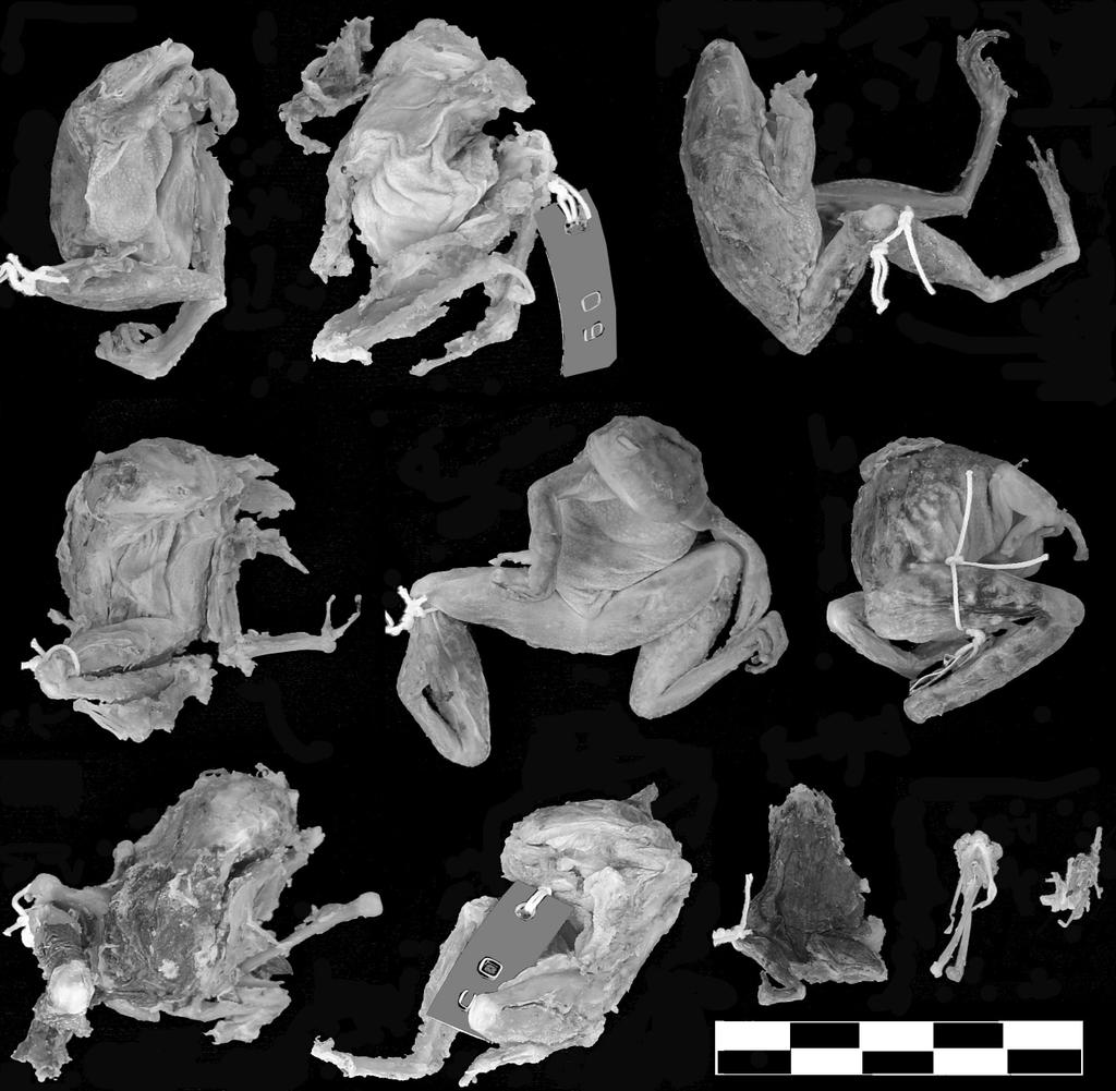 Fig. 2. Ten anurans found in a single female bullfrog stomach (92.