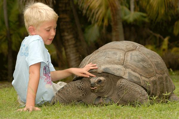 Seychelles também é lar de dois Patrimónios Mundiais da UNESCO: Aldabra, o maior atol de coral do mundo e o Vallée de Mai em Praslin,