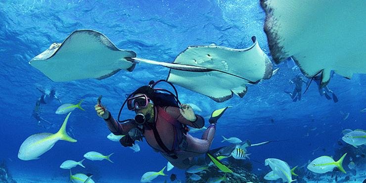 Mergulhos: A quantidade e a beleza dos pontos de mergulho já seriam suficientes para justificar uma viagem às ilhas Seychelles, são 6 parques nacionais