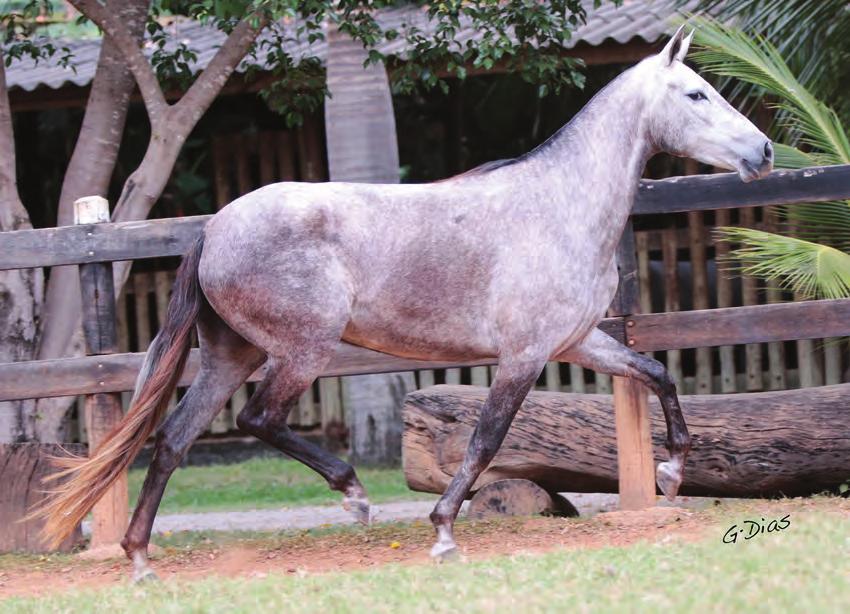 DOMINIQUE DO CYSNE - 50% QUBERMA ELFAR X SEMENTE DO PASSO FINO Nasc.