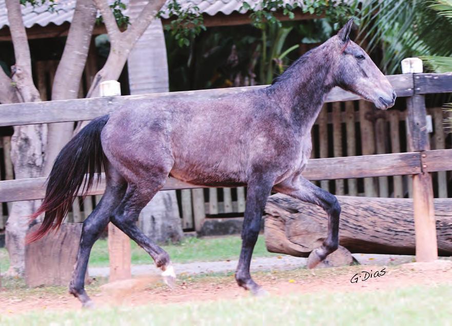 SEUXICO IEL AUDAX - 50% QUIBERMA ELFAR X JASMIM LUA DE PRATA DO OLIVEIRA Nasc.