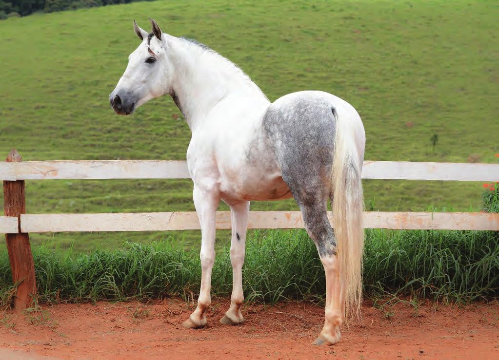 DOMÍNIO DO RECANTO FATOR DA CAVARÚ-RETÃ X