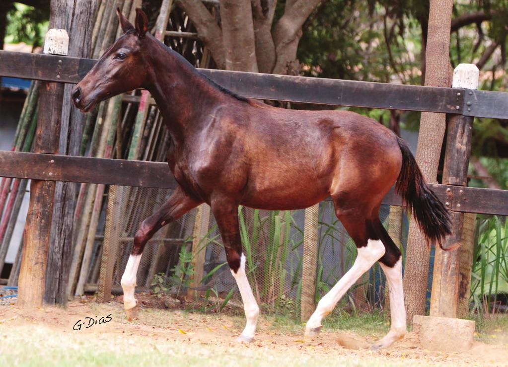 AFRODITE AUDAX LUSTRO DO TIKKUN X AFRODITE DA