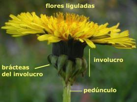 1) Família Asteraceae Cotiledonar Primeira folha verdadeira opostas.