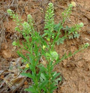 4.6) Família Brassicaceae