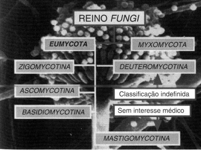 na fabricação de vinho linhagens de