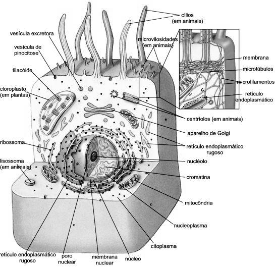 e leveduras; reprod sexuada (basidiósporos).