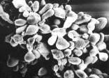 golgi Biologia dos fungos Parede celular