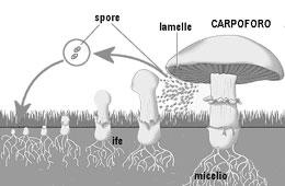 Basidiósporos MICOLOGIA