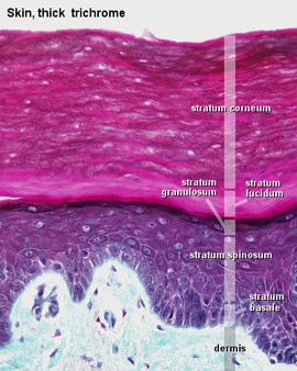 Pele espessa Pele Fina A coloração da pele deve-se aos pigmentos nas células da epiderme. Este pigmento é mais distinto nas células da camada basal.