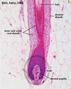 A raiz do pêlo termina no bulbo do pêlo que é mais esbranquiçado e de textura mais mole do que a haste e está alojado num canalículo da epiderme que o envolve, chamado folículo do pêlo.