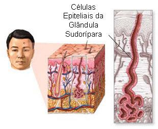 A haste do pêlo consiste, de dentro para fora, de três partes: a medula, o córtex e a cutícula.