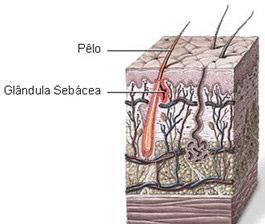 Glândula sebácea Receptores Sensitivos Encontrados na Pele