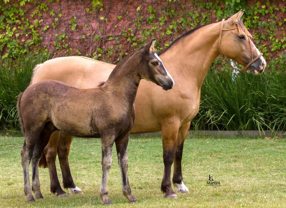 LOTE 05 FIRMEZA 1211 DO PALANQUEIRO SBB: B164468 RP: 1211 GATEADA FÊMEA 25/07/1999 PALANQUERO DE SANTA MARGARIDA SANTA THEREZA EXALTADA NOBRE TUPAMBAÉ NIÁGARA DO SHALAKO ENTREVERO CHARRUA SANTA