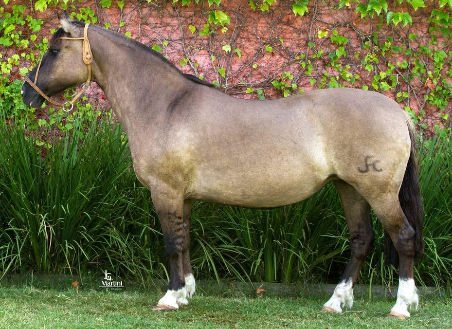 LOTE 10 NEVASCA DA BOA VISTA SBB: B256432 RP: 302 LOBUNA FÊMEA 03/11/2006 JUQUIRI DO PURUNÃ GAROA DA BOA VISTA BT BRAVO PEUMO CHICO CANTINERA CHICÃO DE SANTA ODESSA