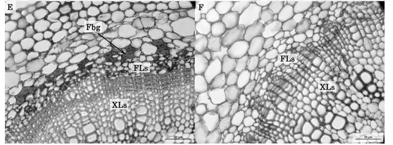 mucilagem; M medula FIGURE 3: Cross base sections of Vochysia bifalcata cuttings of epicormic shoots.