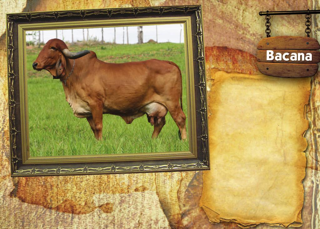 LOTE 6 - Prenhez BACANA X C.A SANSÃO BACANA é a vaca que possui a maior lactação do plantel gir leiteiro Giroeste. Produziu 9.155 Kg/365 dias em controle oficial pela ABCZ (controlador Marcos Laini).