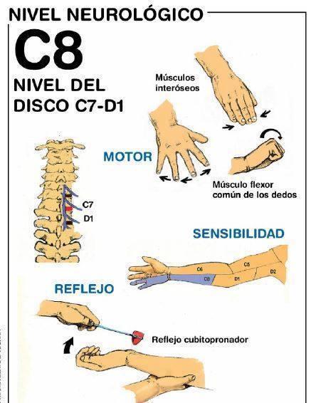 ANATOMIA NERVOS ESPINHAIS