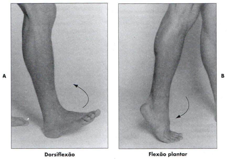 311 A flexão e extensão do joelho ocorrem no plano sagital, ao passo que a rotação interna e externa ocorre no plano horizontal.