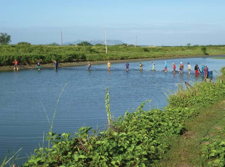 (comportas ou monges). Isso é particularmente importante em viveiros de cultivo de camarão, onde a despesca geralmente é feita usando redes ( bag nets ) acopladas após a comporta (Figura 4a).