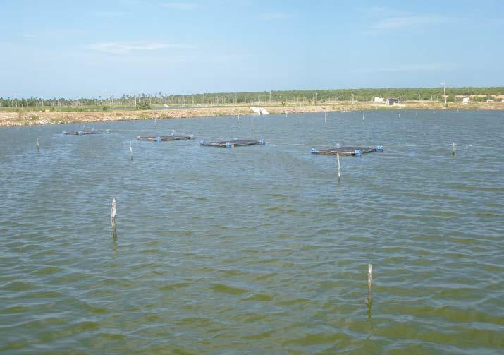 As pós-larvas de camarões devem ser estocadas no lado menor do Split Pond, em densidades ao redor de 200 a 300 PL/m 2, de acordo com o peso final desejado.
