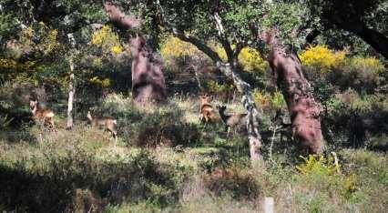 o Corso nas Herdades do Alentejo.